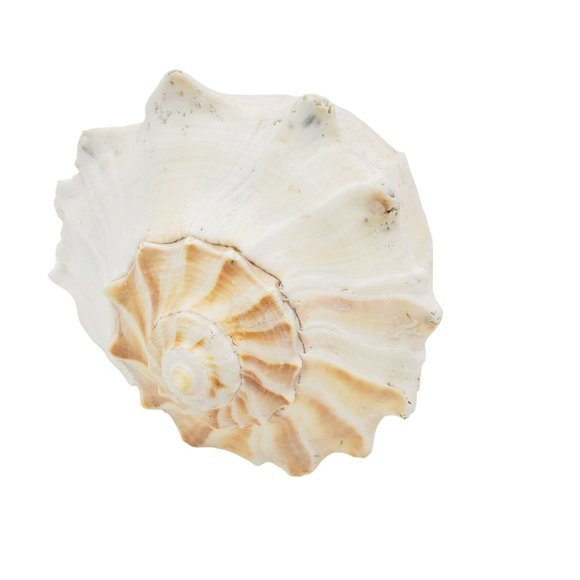 10" Large Horned Queen Helmet Conch Seashell Eroded Nautical Tooth Vintage Beach - Picture 3 of 6